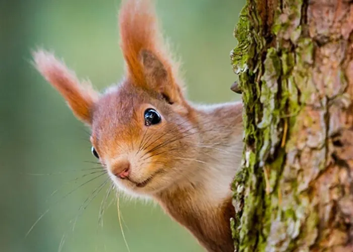 Sfeervol Boschalet 5 Persoons Met Sauna شاليه فورتهاوزن